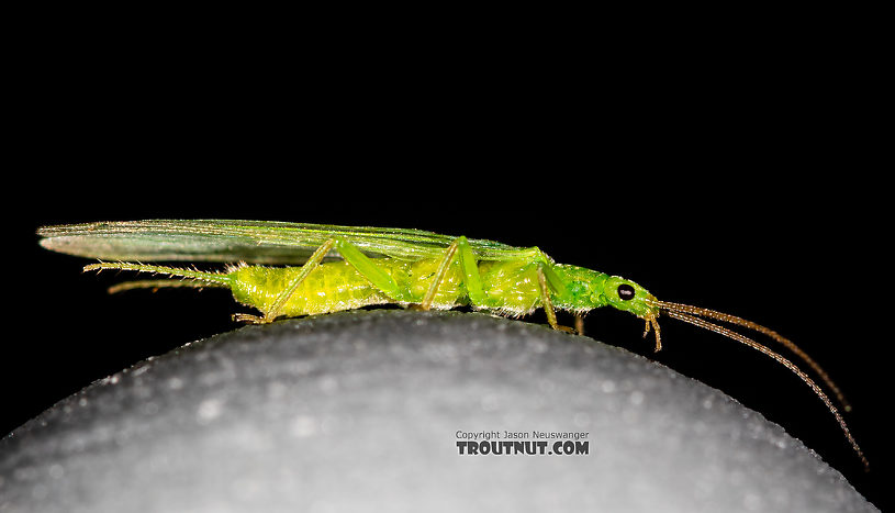 Female Alloperla (Sallflies) Stonefly Adult from Rock Creek in Montana