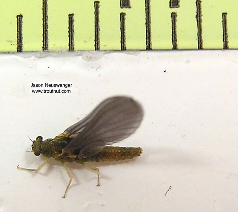 Female Ephemerellidae (Hendricksons, Sulphurs, PMDs, BWOs) Mayfly Dun from unknown in Wisconsin