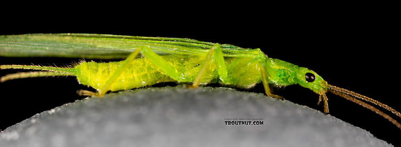 Female Alloperla (Sallflies) Stonefly Adult from Rock Creek in Montana