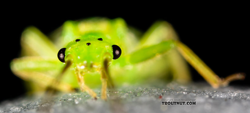 Female Alloperla (Sallflies) Stonefly Adult from Rock Creek in Montana