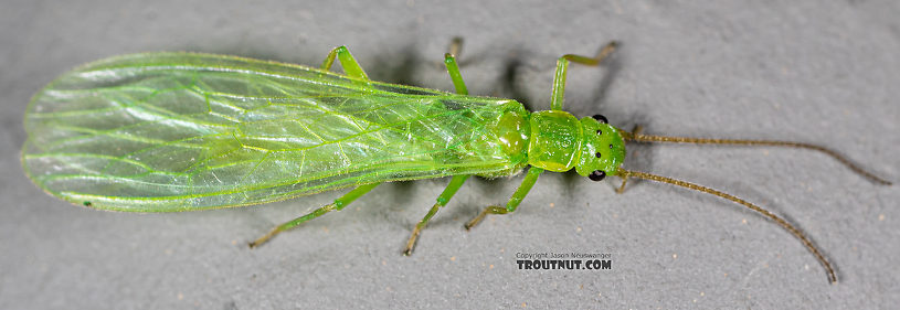 Female Alloperla (Sallflies) Stonefly Adult from Rock Creek in Montana