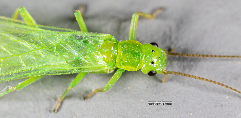 Female Alloperla (Sallflies) Stonefly Adult from Rock Creek in Montana