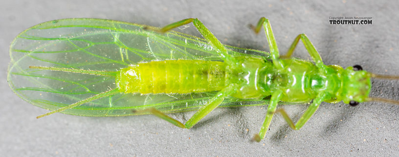 Female Alloperla (Sallflies) Stonefly Adult from Rock Creek in Montana