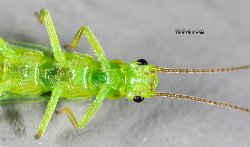 Female Alloperla (Sallflies) Stonefly Adult from Rock Creek in Montana