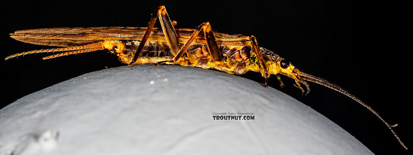 Male Calineuria californica (Golden Stone) Stonefly Adult from the South Fork Snoqualmie River in Washington