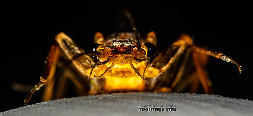 Male Calineuria californica (Golden Stone) Stonefly Adult from the South Fork Snoqualmie River in Washington