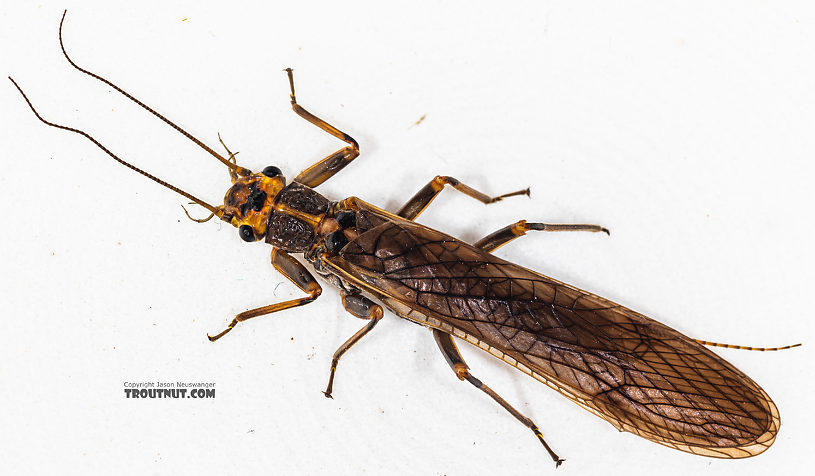 Male Calineuria californica (Golden Stone) Stonefly Adult from the South Fork Snoqualmie River in Washington