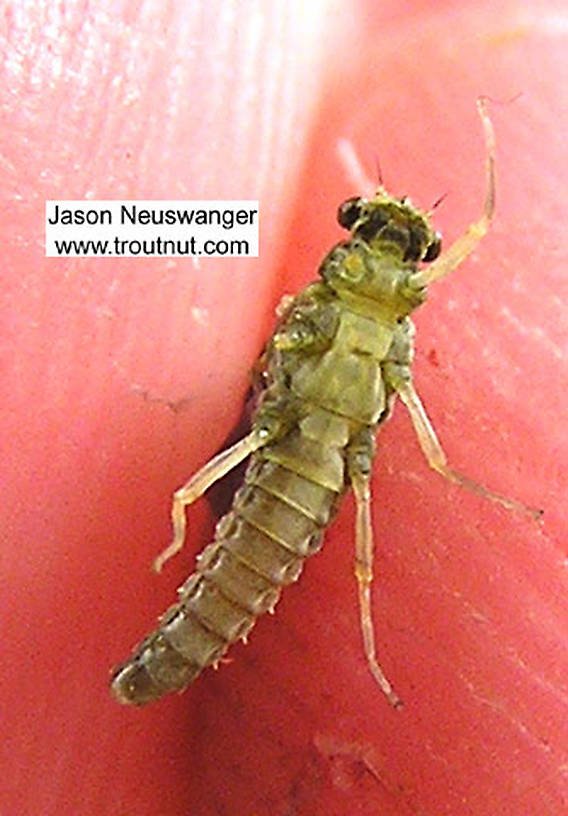 Female Ephemerellidae (Hendricksons, Sulphurs, PMDs, BWOs) Mayfly Dun from unknown in Wisconsin