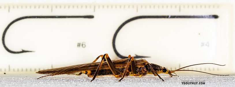 Male Calineuria californica (Golden Stone) Stonefly Adult from the South Fork Snoqualmie River in Washington