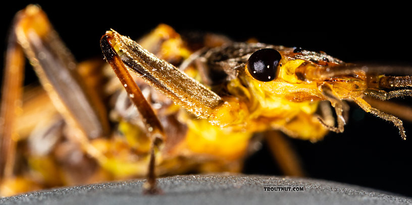 Male Calineuria californica (Golden Stone) Stonefly Adult from the South Fork Snoqualmie River in Washington