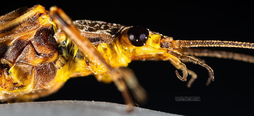 Male Calineuria californica (Golden Stone) Stonefly Adult from the South Fork Snoqualmie River in Washington