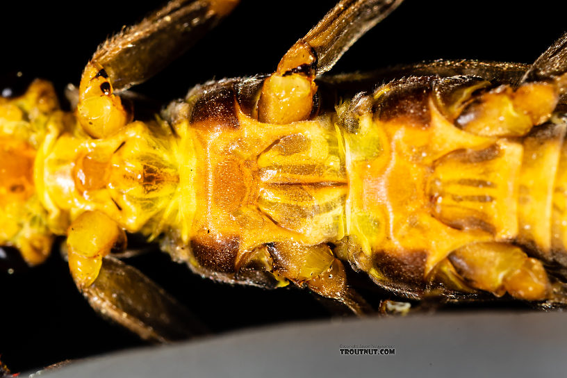 Male Calineuria californica (Golden Stone) Stonefly Adult from the South Fork Snoqualmie River in Washington