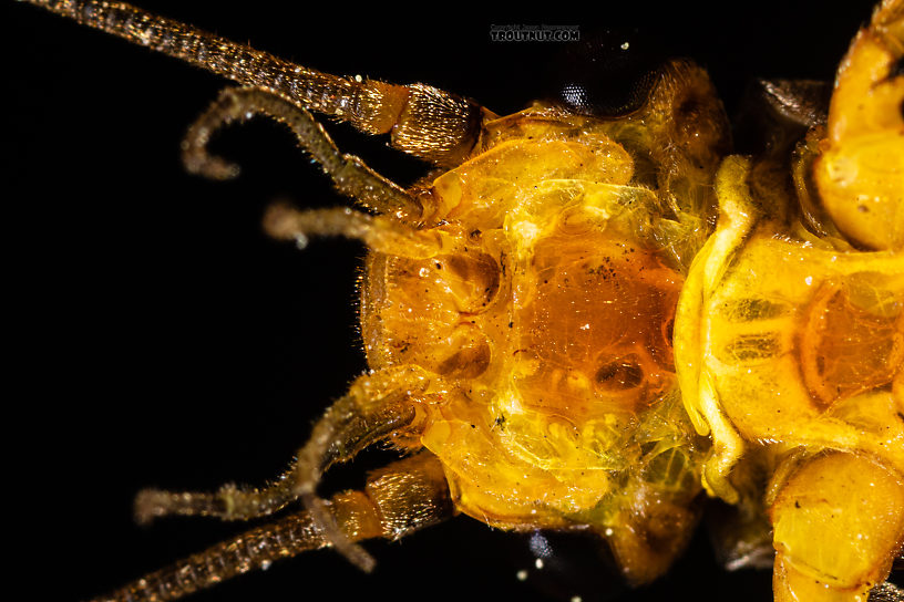 Male Calineuria californica (Golden Stone) Stonefly Adult from the South Fork Snoqualmie River in Washington