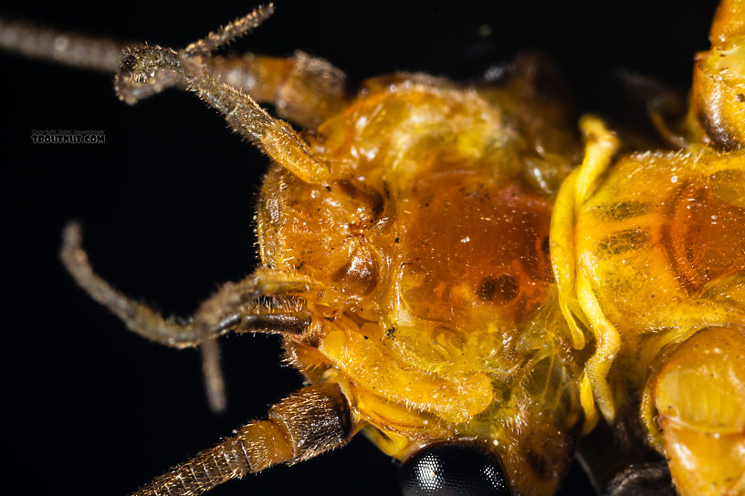 Taken without my usual glare-reducing polarized light and filter, so the glare might enhance some details.  Male Calineuria californica (Golden Stone) Stonefly Adult from the South Fork Snoqualmie River in Washington