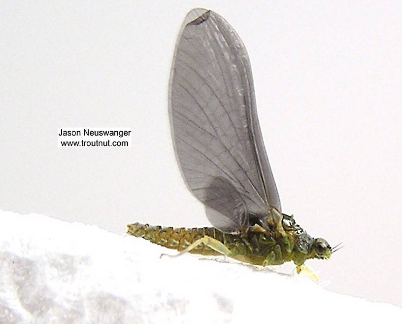 Female Ephemerellidae (Hendricksons, Sulphurs, PMDs, BWOs) Mayfly Dun from unknown in Wisconsin