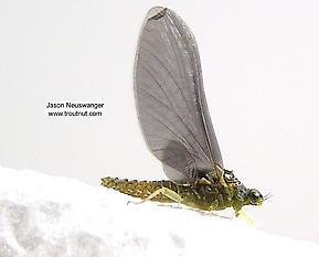 Female Ephemerellidae (Hendricksons, Sulphurs, PMDs, BWOs) Mayfly Dun