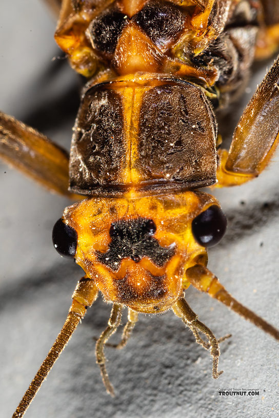 Male Calineuria californica (Golden Stone) Stonefly Adult from the South Fork Snoqualmie River in Washington