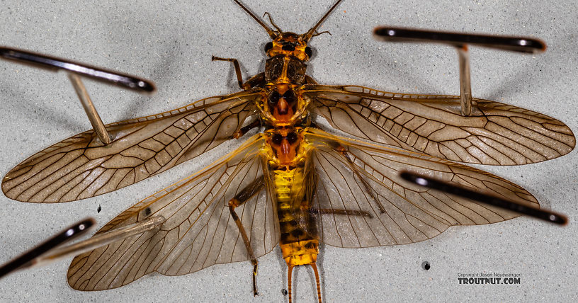 I plan to try to start capturing wing venation in more of my photos for better identifiability.  Male Calineuria californica (Golden Stone) Stonefly Adult from the South Fork Snoqualmie River in Washington