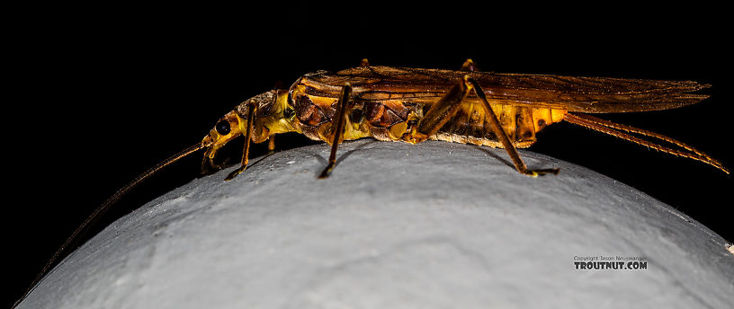 Female Calineuria californica (Golden Stone) Stonefly Adult from Mystery Creek #249 in Washington