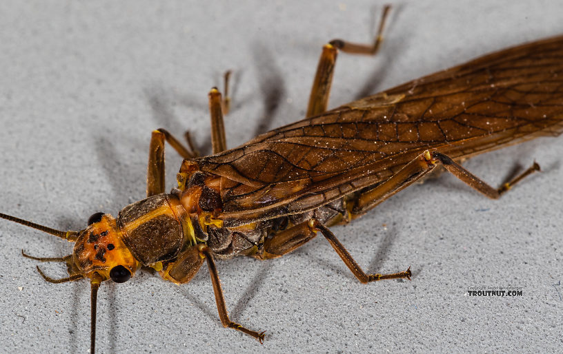 Female Calineuria californica (Golden Stone) Stonefly Adult from Mystery Creek #249 in Washington