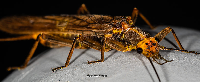 Female Calineuria californica (Golden Stone) Stonefly Adult from Mystery Creek #249 in Washington