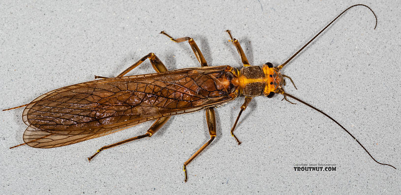 Female Calineuria californica (Golden Stone) Stonefly Adult from Mystery Creek #249 in Washington