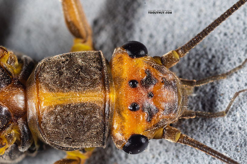 Female Calineuria californica (Golden Stone) Stonefly Adult from Mystery Creek #249 in Washington