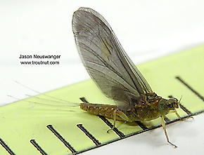 Female Ephemerellidae (Hendricksons, Sulphurs, PMDs, BWOs) Mayfly Dun