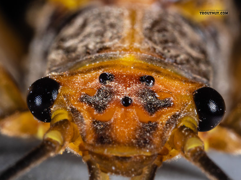 Female Calineuria californica (Golden Stone) Stonefly Adult from Mystery Creek #249 in Washington