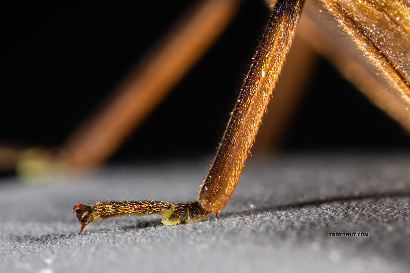 Fore tarsus  Female Calineuria californica (Golden Stone) Stonefly Adult from Mystery Creek #249 in Washington