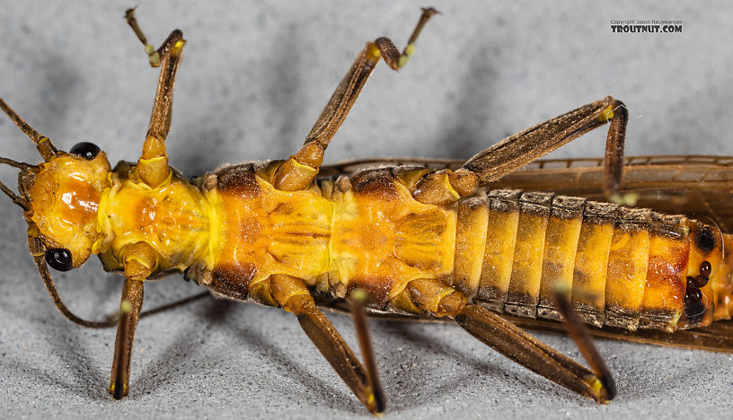 Female Calineuria californica (Golden Stone) Stonefly Adult from Mystery Creek #249 in Washington