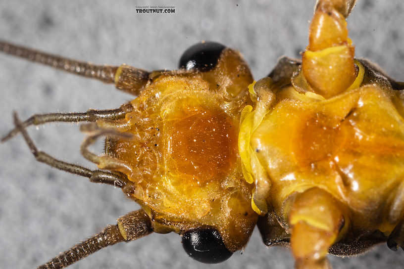 Female Calineuria californica (Golden Stone) Stonefly Adult from Mystery Creek #249 in Washington