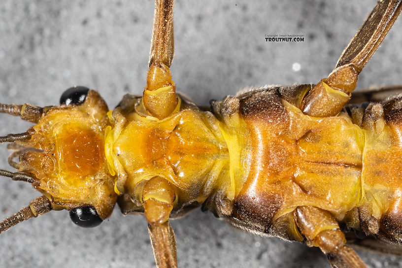 Female Calineuria californica (Golden Stone) Stonefly Adult from Mystery Creek #249 in Washington