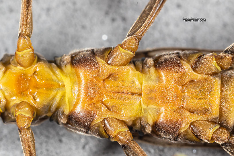 Female Calineuria californica (Golden Stone) Stonefly Adult from Mystery Creek #249 in Washington