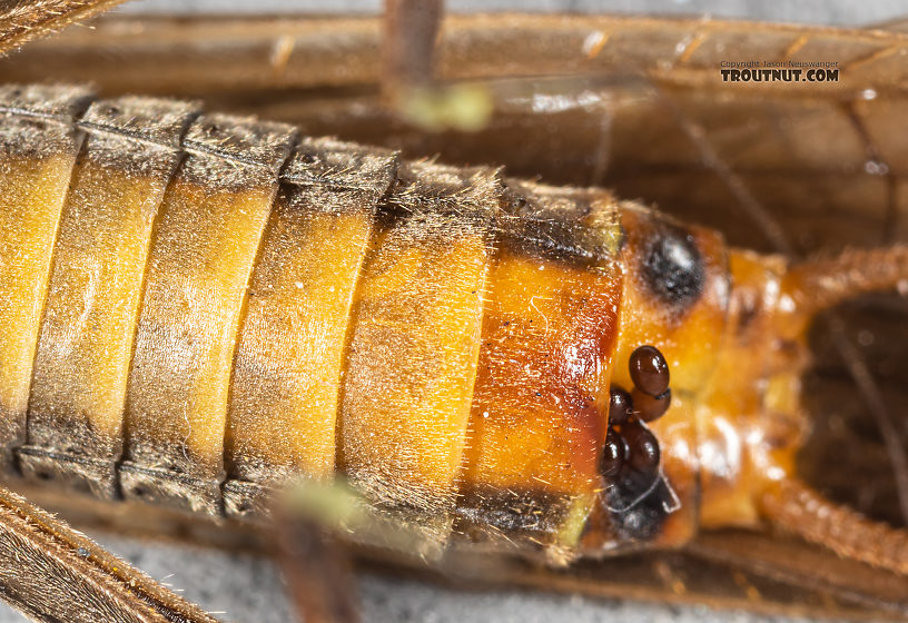 Female Calineuria californica (Golden Stone) Stonefly Adult from Mystery Creek #249 in Washington