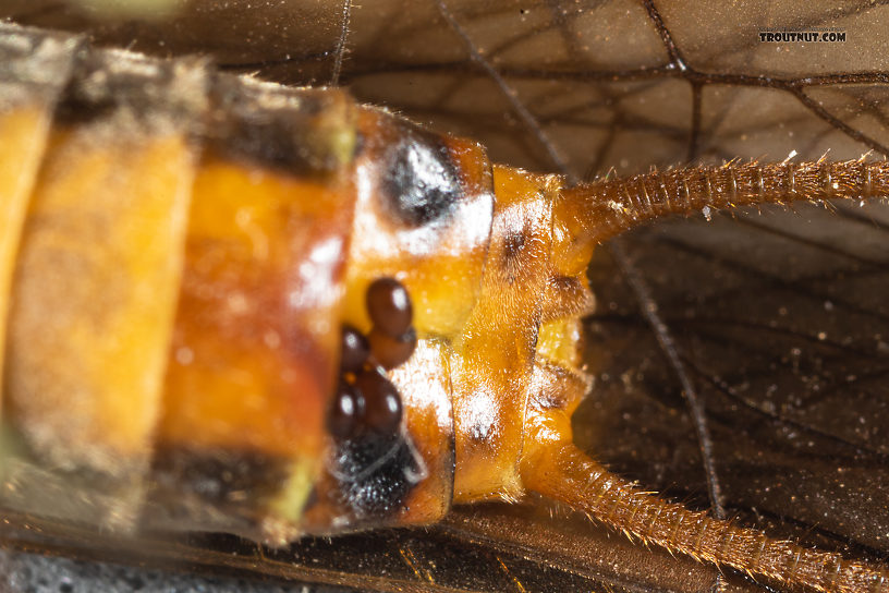 Female Calineuria californica (Golden Stone) Stonefly Adult from Mystery Creek #249 in Washington