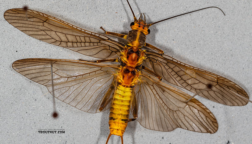 Female Calineuria californica (Golden Stone) Stonefly Adult from Mystery Creek #249 in Washington