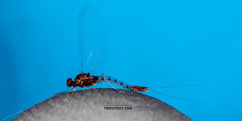 Male Paraleptophlebia sculleni Mayfly Spinner from Mystery Creek #249 in Washington