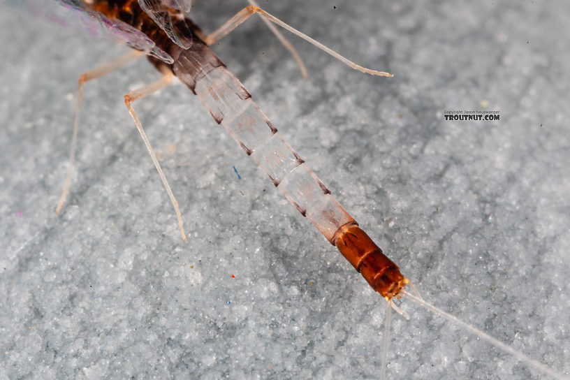 Male Paraleptophlebia sculleni Mayfly Spinner from Mystery Creek #249 in Washington