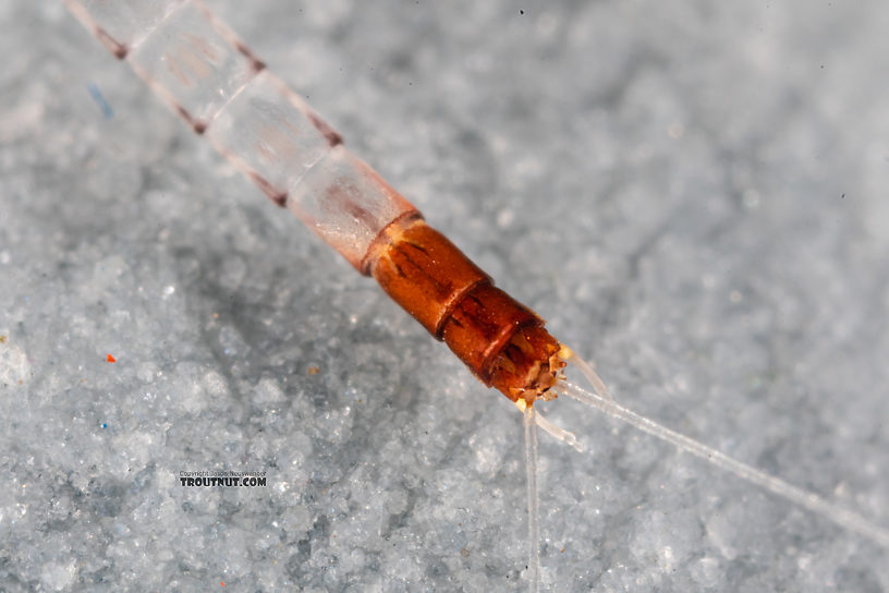 This specimen had three fragile tails, one of which came off during handling.  Male Paraleptophlebia sculleni Mayfly Spinner from Mystery Creek #249 in Washington