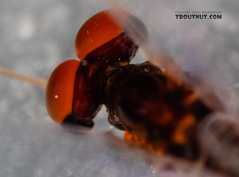 Male Paraleptophlebia sculleni Mayfly Spinner from Mystery Creek #249 in Washington