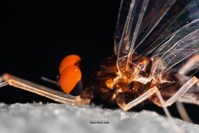 Male Paraleptophlebia sculleni Mayfly Spinner from Mystery Creek #249 in Washington