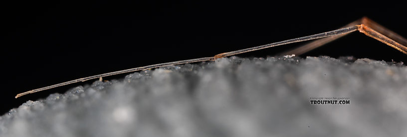 Male Paraleptophlebia sculleni Mayfly Spinner from Mystery Creek #249 in Washington