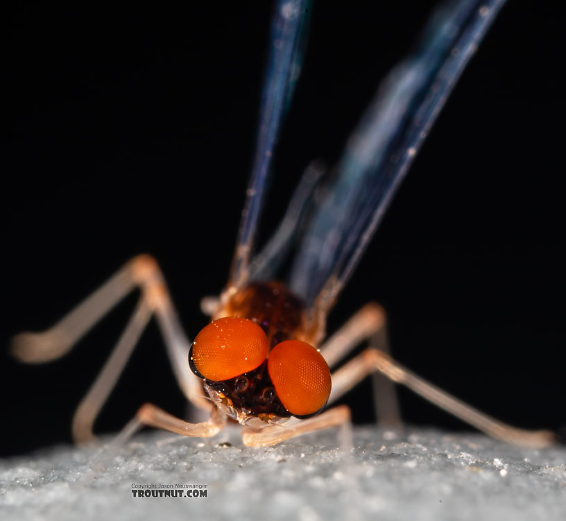 Male Paraleptophlebia sculleni Mayfly Spinner from Mystery Creek #249 in Washington