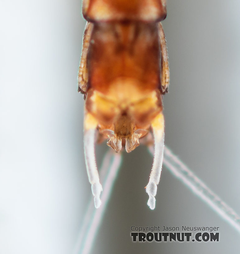 Male Paraleptophlebia sculleni Mayfly Spinner from Mystery Creek #249 in Washington