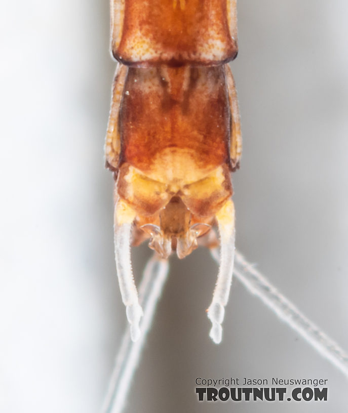 This ventral view matches Figure 14 from Harper and Harper 1986, leading to the identification of Paraleptophlebia sculleni.  Male Paraleptophlebia sculleni Mayfly Spinner from Mystery Creek #249 in Washington