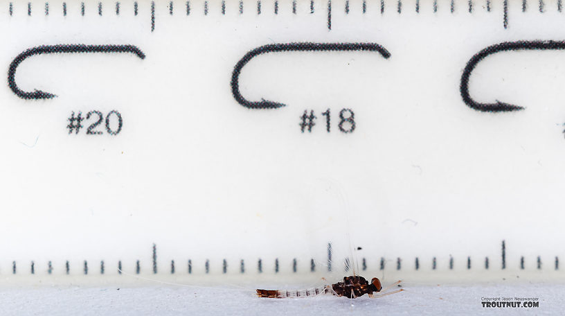 Male Paraleptophlebia sculleni Mayfly Spinner from Mystery Creek #249 in Washington