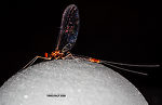 Male Paraleptophlebia sculleni  Mayfly Spinner