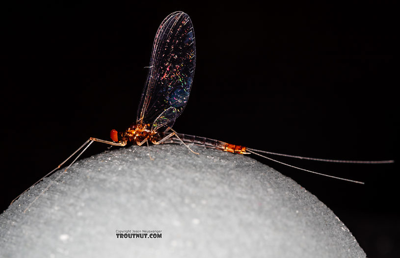 Male Paraleptophlebia sculleni Mayfly Spinner from Mystery Creek #249 in Washington