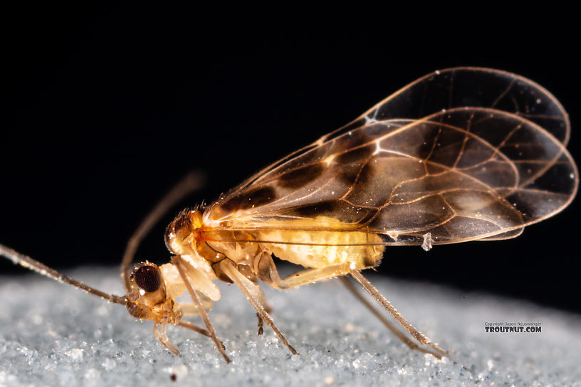 Psocodea Insect Adult from Mystery Creek #249 in Washington